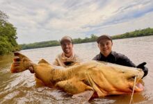 Fotos de Pescador captura jaú de quase 2 metros e aproximadamente 100 quilos no Rio Ivaí em Floresta 