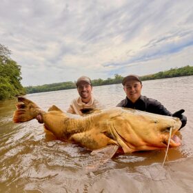 Pescador captura jaú de quase 2 metros e aproximadamente 100 quilos no Rio Ivaí em Floresta  Foto 8 Fotos de Pescador captura jaú de quase 2 metros e aproximadamente 100 quilos no Rio Ivaí em Floresta