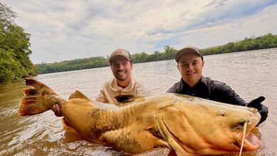Fotos de Pescador captura jaú de quase 2 metros e aproximadamente 100 quilos no Rio Ivaí em Floresta 