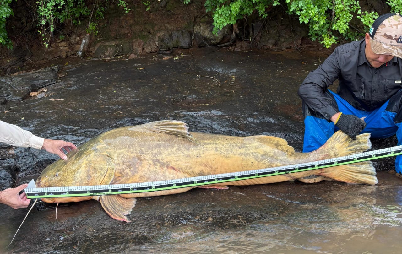 Pescador captura jaú de quase 2 metros e aproximadamente 100 quilos no Rio Ivaí em Floresta  Foto 1 Fotos de Pescador captura jaú de quase 2 metros e aproximadamente 100 quilos no Rio Ivaí em Floresta
