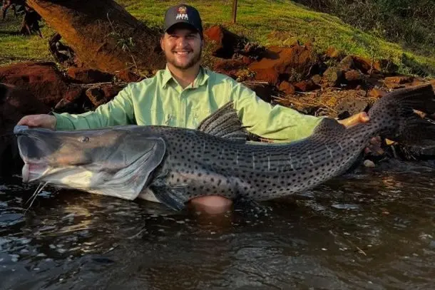 Pescador fisga Pintado de 1,55 m e 30 kg no Rio Ivaí, na região de Maringá Foto 1 Fotos de Pescador fisga Pintado de 1,55 m e 30 kg no Rio Ivaí, na região de Maringá