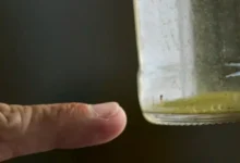 Fotos de Alguns bairros de Maringá estão em situação crítica para dengue; veja as regiões