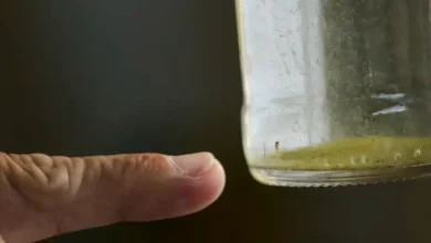 Fotos de Alguns bairros de Maringá estão em situação crítica para dengue; veja as regiões