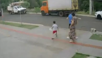 Fotos de Decisão da Justiça sobre devolução de cão agredido gera impasse em Maringá; entenda