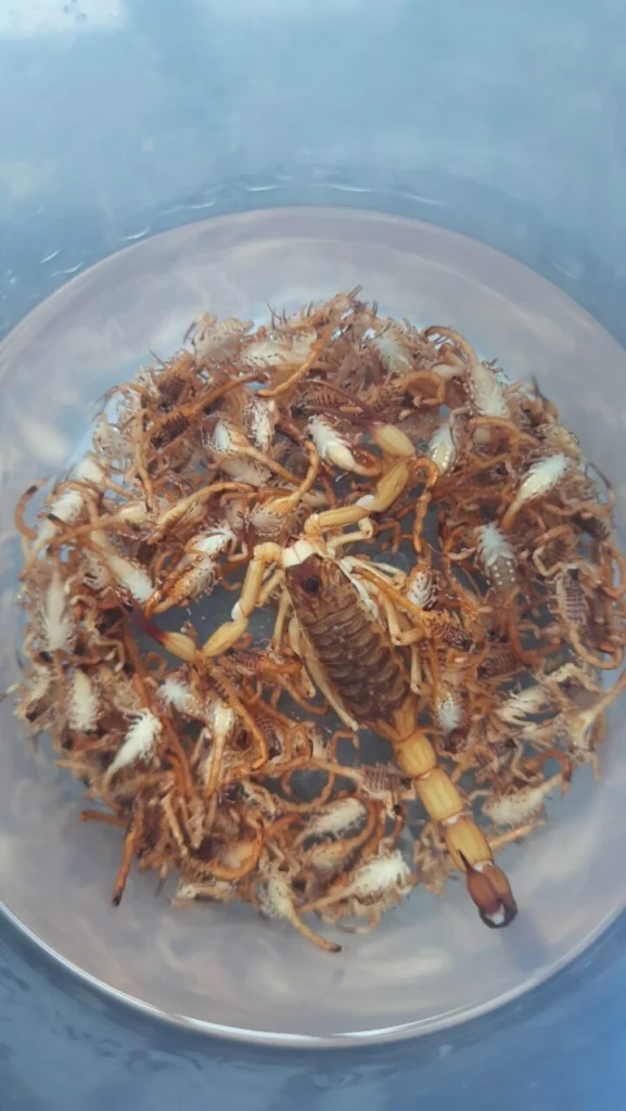 Fotos de Moradora de Maringá encontra cerca de 300 escorpiões dentro de casa em uma semana