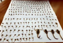 Fotos de Moradora de Maringá encontra cerca de 300 escorpiões dentro de casa em uma semana