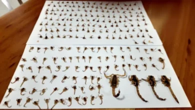 Fotos de Moradora de Maringá encontra cerca de 300 escorpiões dentro de casa em uma semana