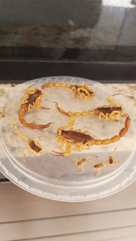 Fotos de Moradora de Maringá encontra cerca de 300 escorpiões dentro de casa em uma semana