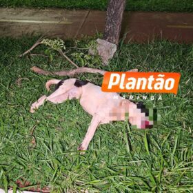 Fotos de Motociclista fica ferido após atropelar cachorro na Avenida Pedro Taques, em Maringá