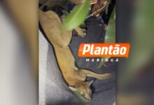 Fotos de Onça-parda é resgatada após invadir quintal de residência em Paiçandu