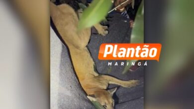 Fotos de Onça-parda é resgatada após invadir quintal de residência em Paiçandu