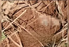 Foto: Reprodução/Blog do Berimbau