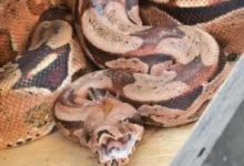 Fotos de Bombeiros capturam jiboia escondida atrás de ar-condicionado em Maringá