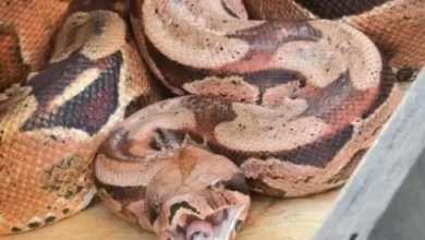 Fotos de Bombeiros capturam jiboia escondida atrás de ar-condicionado em Maringá