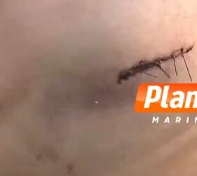 Fotos de Câmera de segurança flagra mulher sendo esfaqueada pelo ex-companheiro em Sarandi