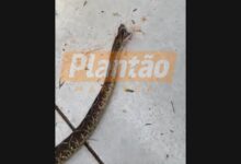 Fotos de Cobra cascavel é encontrada em fundo de quintal em Maringá
