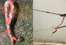 Fotos de Cobra coral é capturada em quintal de residência em Maringá