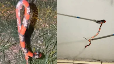Fotos de Cobra coral é capturada em quintal de residência em Maringá