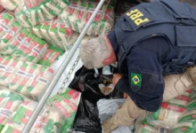 Fotos de PRF intercepta carreta com 3 toneladas de maconha em Maringá; vídeo