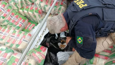 Fotos de PRF intercepta carreta com 3 toneladas de maconha em Maringá; vídeo