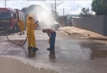 Fotos de Tês homens ficaram feridos após um ataque de abelhas, em Sarandi