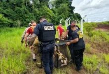 Fotos de Pitbull é resgatado amarrado e com focinheira em área de mata em Sarandi; vídeo