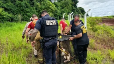 Fotos de Pitbull é resgatado amarrado e com focinheira em área de mata em Sarandi; vídeo