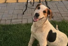 Fotos de Cachorro comunitário é morto a tiros no Paraná em mais um episódio de violência contra animais