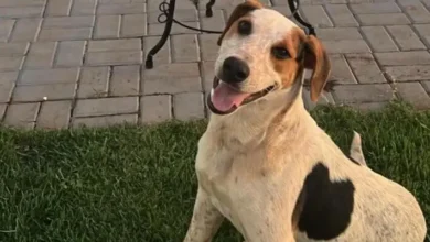 Fotos de Cachorro comunitário é morto a tiros no Paraná em mais um episódio de violência contra animais