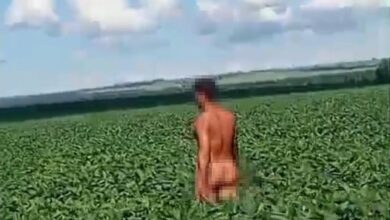 Fotos de Homem é flagrado caminhando completamente pelado em plantação de soja em Paiçandu; vídeo