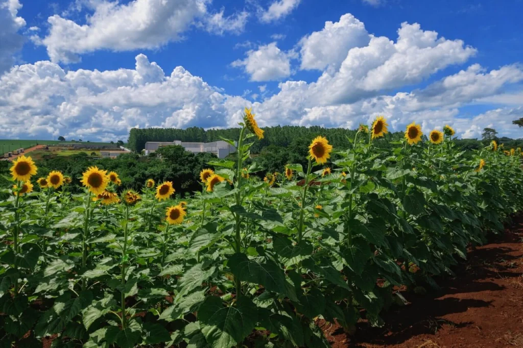Fotos de Maringá ganha novo campo de girassóis; veja onde fica
