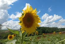 Fotos de Maringá ganha novo campo de girassóis; veja onde fica