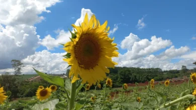 Fotos de Maringá ganha novo campo de girassóis; veja onde fica