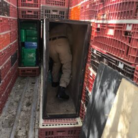 Fotos de Motorista é preso com quase 2 toneladas de maconha escondidas em caminhão de frango vivo na região de Maringá; vídeo