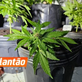 Fotos de Pelotão de Choque apreende estufas de maconha em edifício comercial no centro de Maringá