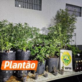 Fotos de Pelotão de Choque apreende estufas de maconha em edifício comercial no centro de Maringá
