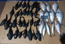 Fotos de Pesca ilegal no Paraná termina com sete presos, multa pesada e e apreensão de quase 40 kg de peixes