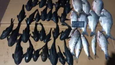Fotos de Pesca ilegal no Paraná termina com sete presos, multa pesada e e apreensão de quase 40 kg de peixes