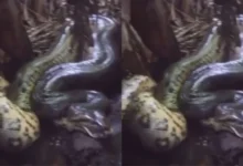 Fotos de Sucuri engole cachorro no Porto Maringá e vídeo viraliza nas redes; veja