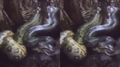 Fotos de Sucuri engole cachorro no Porto Maringá e vídeo viraliza nas redes; veja