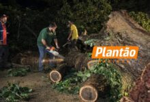 Fotos de Temporal atinge o distrito de Floriano, derruba árvores, danifica fiação e causa queda de energia