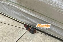 Fotos de Jovem é picado por cobra dentro de casa em Sarandi