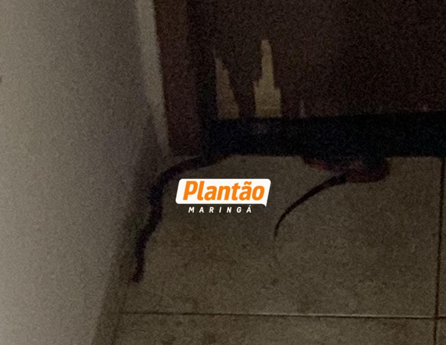 Fotos de Jovem é picado por cobra dentro de casa em Sarandi