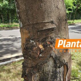Fotos de Motociclista é Intubado e socorrido em estado gravíssimo após bater contra árvore em Maringá