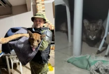 Fotos de Onça-parda é encontrada dentro de casa em Maringá e mobiliza bombeiros, Polícia Ambiental e veterinários; vídeos
