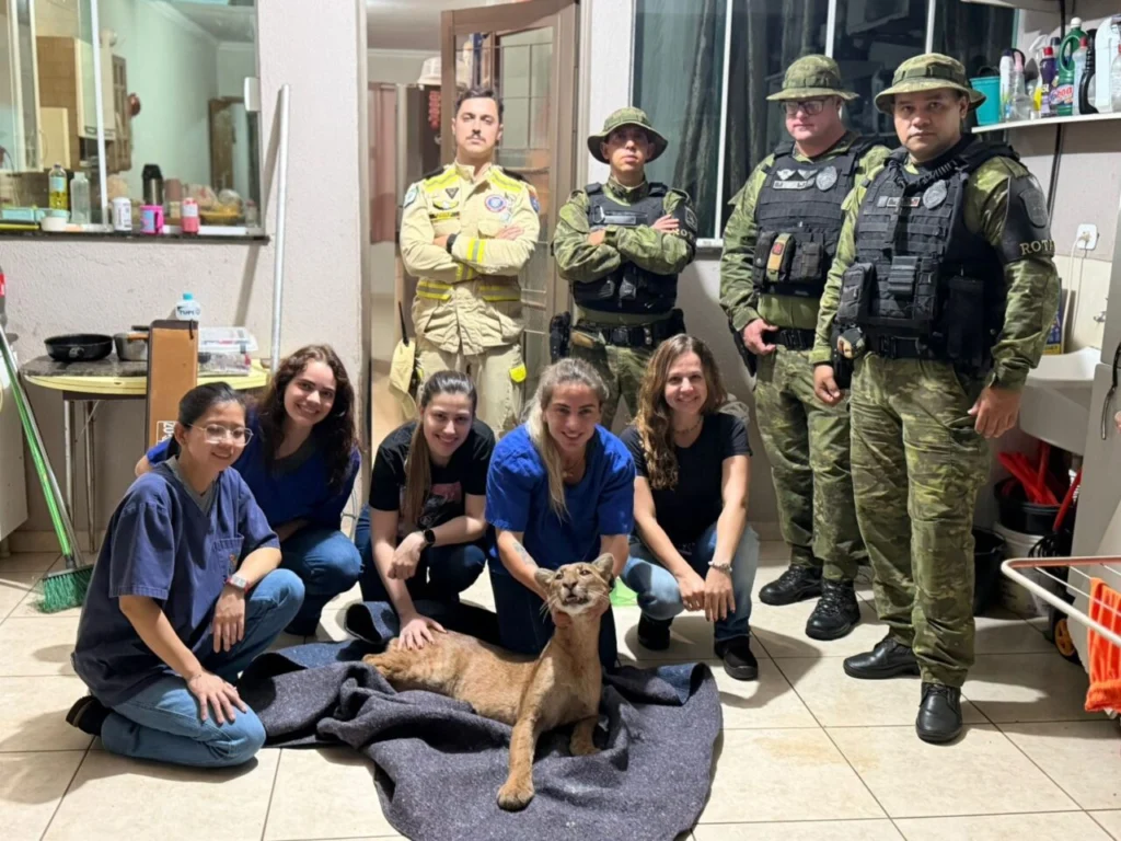 Onça-parda é encontrada dentro de casa em Maringá e mobiliza bombeiros, Polícia Ambiental e veterinários; vídeos Foto 1 Fotos de Onça-parda é encontrada dentro de casa em Maringá e mobiliza bombeiros, Polícia Ambiental e veterinários; vídeos