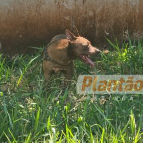 Trabalhador é intubado após ser atacado por dois pitbulls, em Maringá Foto 8 Fotos de Trabalhador é intubado após ser atacado por dois pitbulls, em Maringá