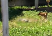 Fotos de Vídeo mostra trabalhador sendo atacado por dois pitbulls em Maringá; a vítima teve o braço amputado