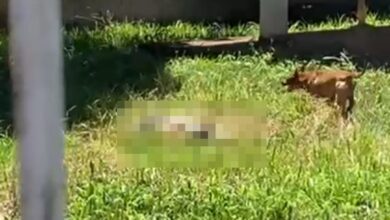 Fotos de Vídeo mostra trabalhador sendo atacado por dois pitbulls em Maringá; a vítima teve o braço amputado