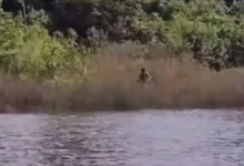 Fotos de Após ser liberado, ‘tarado’ que perseguia mulheres no Parque do Ingá e tem histórico criminal é preso pela Justiça; vídeo